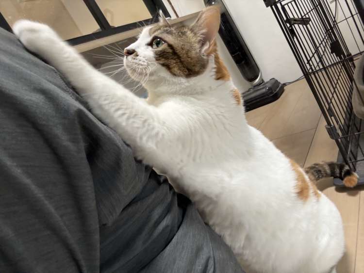 動物,犬,猫,しつけ,飼い方,育て方,病気,健康