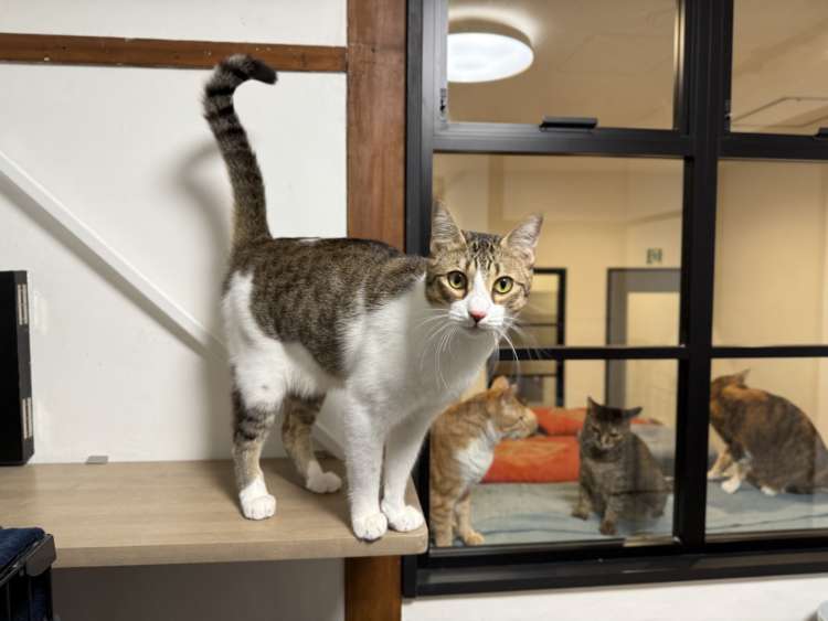 動物,犬,猫,しつけ,飼い方,育て方,病気,健康