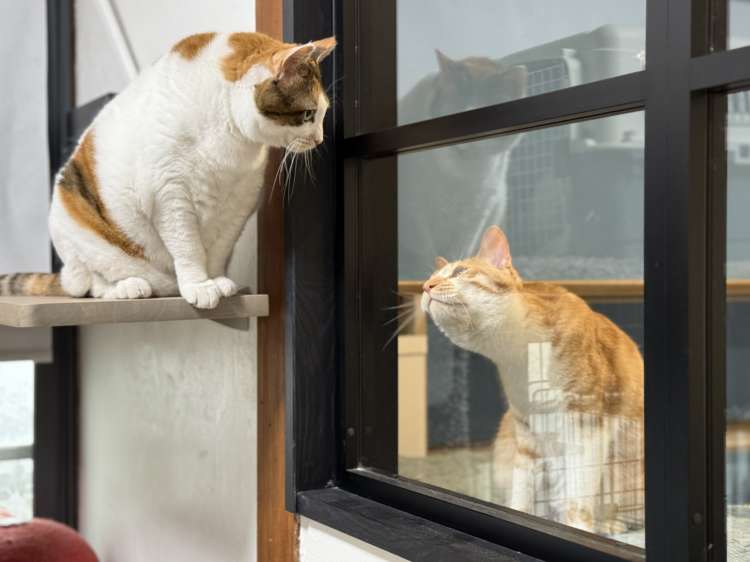 動物,犬,猫,しつけ,飼い方,育て方,病気,健康