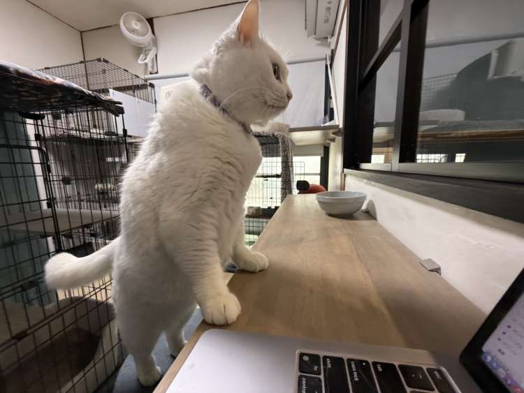 動物,犬,猫,しつけ,飼い方,育て方,病気,健康