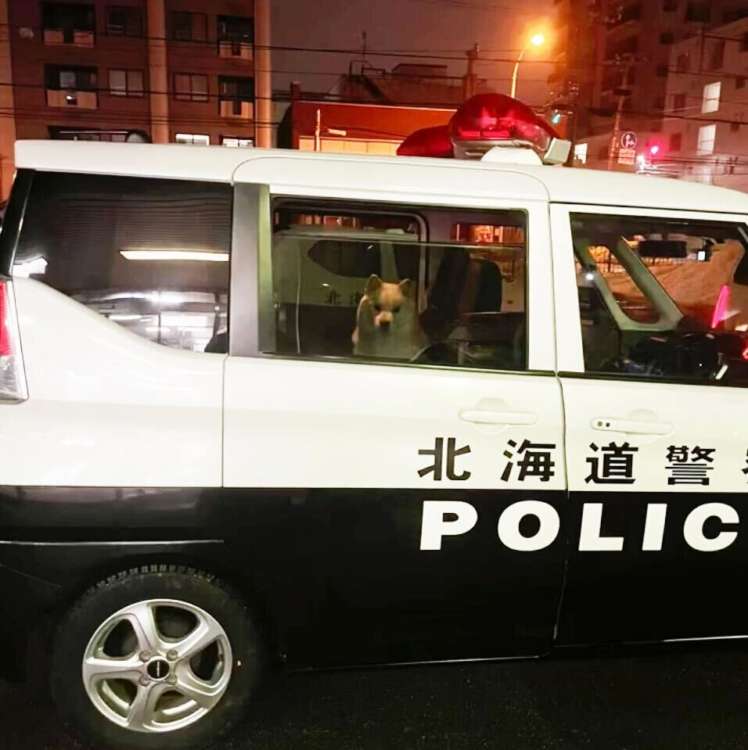 動物,犬,猫,しつけ,飼い方,育て方,病気,健康