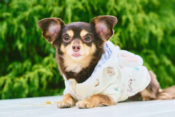 動物,犬,猫,しつけ,飼い方,育て方,病気,健康