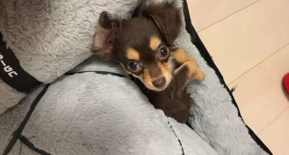 動物,犬,猫,しつけ,飼い方,育て方,病気,健康