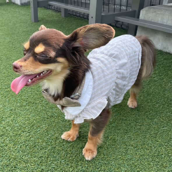 動物,犬,猫,しつけ,飼い方,育て方,病気,健康