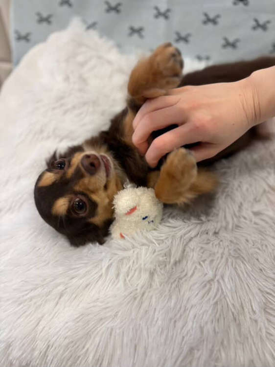 動物,犬,猫,しつけ,飼い方,育て方,病気,健康