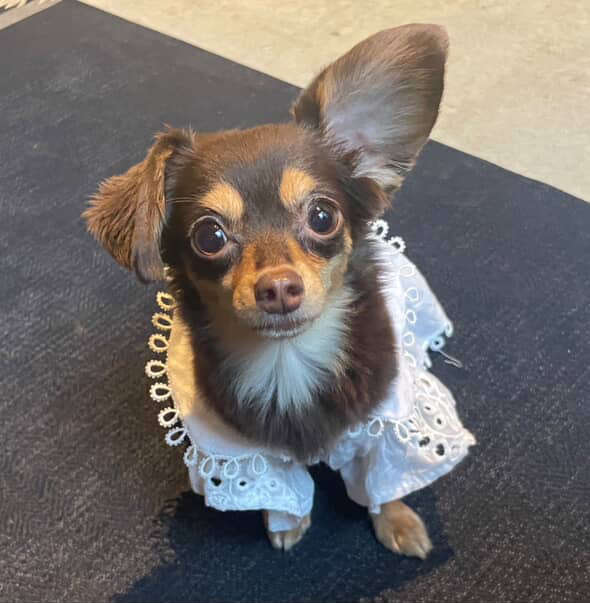 動物,犬,猫,しつけ,飼い方,育て方,病気,健康