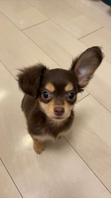 動物,犬,猫,しつけ,飼い方,育て方,病気,健康