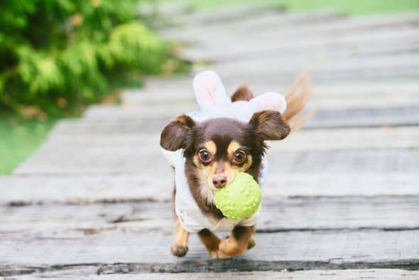 動物,犬,猫,しつけ,飼い方,育て方,病気,健康