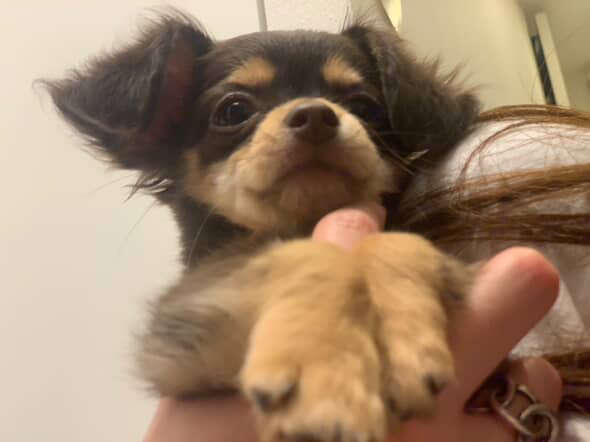 動物,犬,猫,しつけ,飼い方,育て方,病気,健康