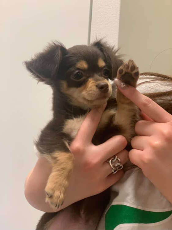 動物,犬,猫,しつけ,飼い方,育て方,病気,健康