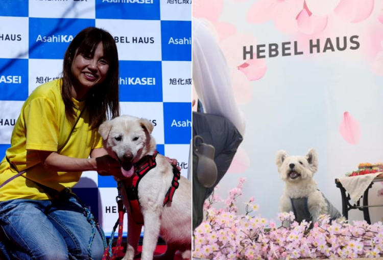 動物,犬,猫,しつけ,飼い方,育て方,病気,健康