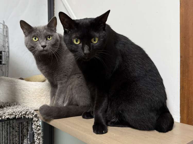 動物,犬,猫,しつけ,飼い方,育て方,病気,健康