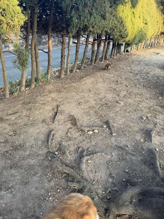 動物,犬,猫,しつけ,飼い方,育て方,病気,健康