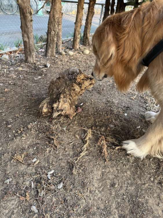 動物,犬,猫,しつけ,飼い方,育て方,病気,健康