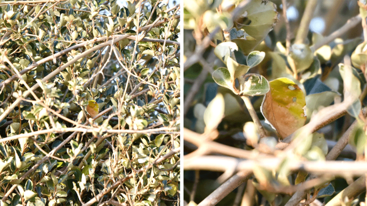 木の葉に紛れるメジロ