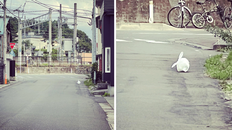 街中に潜む白うさぎ