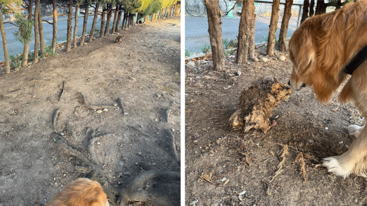 「ネコちゃんいるねー」と近づいたら〇〇だった。そこから始まった、みんなの“見間違い投稿”がジワる