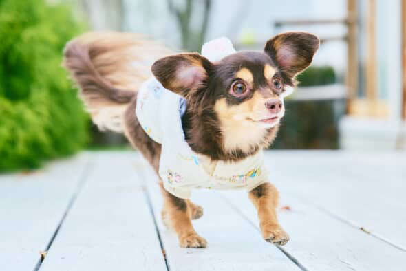 「うちの子紹介」わんちゃん編Vol.9 お散歩中は頼れるリーダー！お耳が動く魔法にかかったチワックス