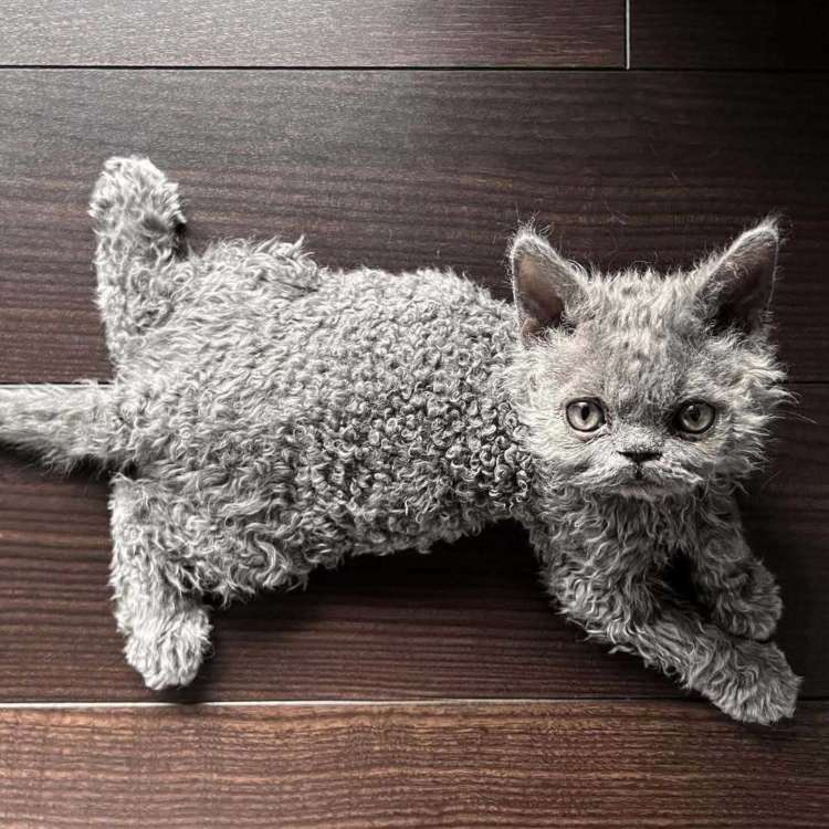 「うちの子紹介」ねこちゃん編Vol.9 本物…？と疑う愛らしさ！今日からあなたもライちゃんの虜です