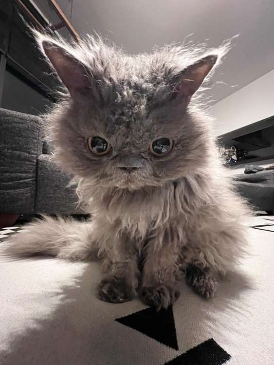 動物,犬,猫,しつけ,飼い方,育て方,病気,健康