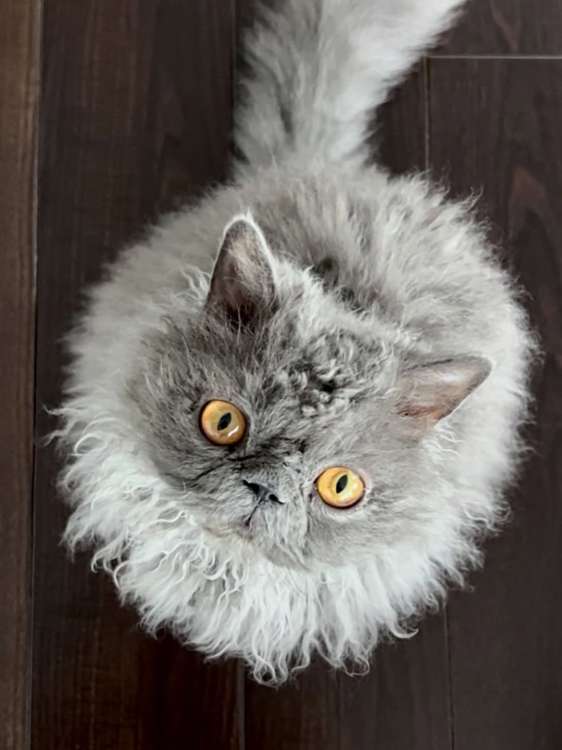 動物,犬,猫,しつけ,飼い方,育て方,病気,健康