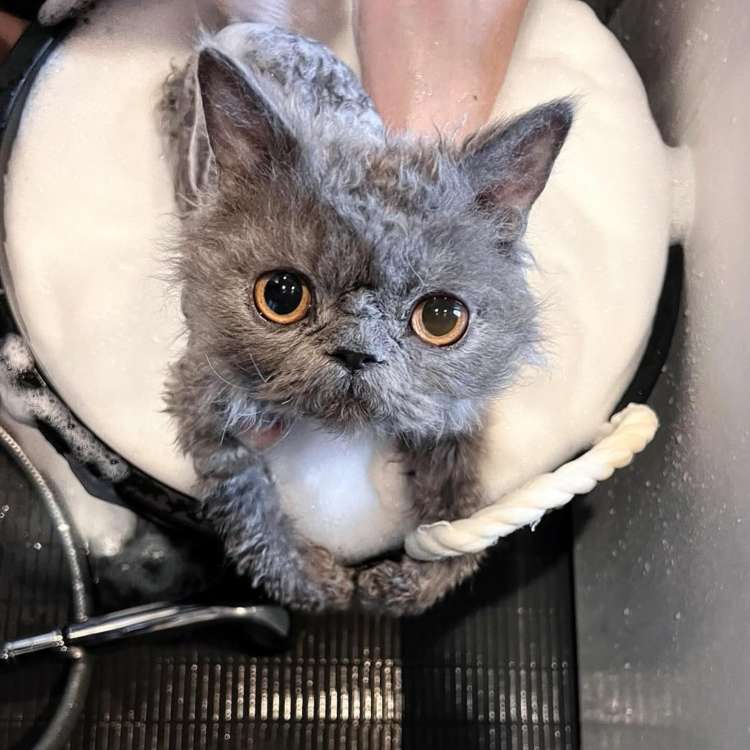 動物,犬,猫,しつけ,飼い方,育て方,病気,健康