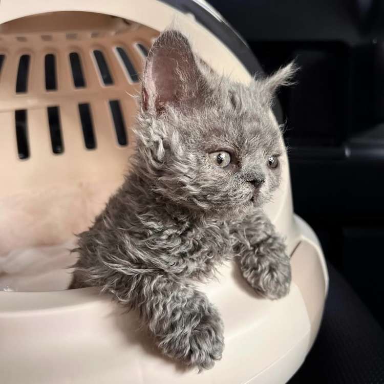 動物,犬,猫,しつけ,飼い方,育て方,病気,健康