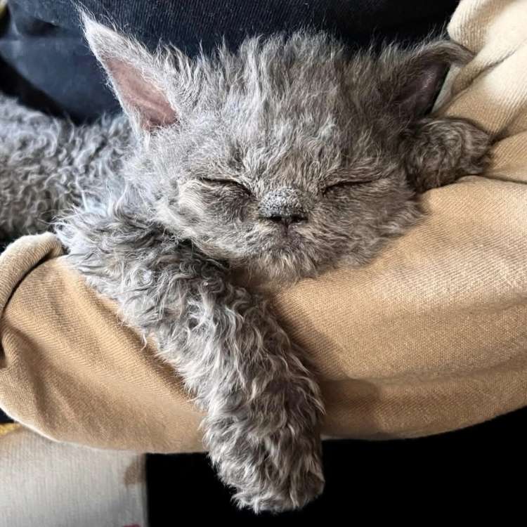 動物,犬,猫,しつけ,飼い方,育て方,病気,健康