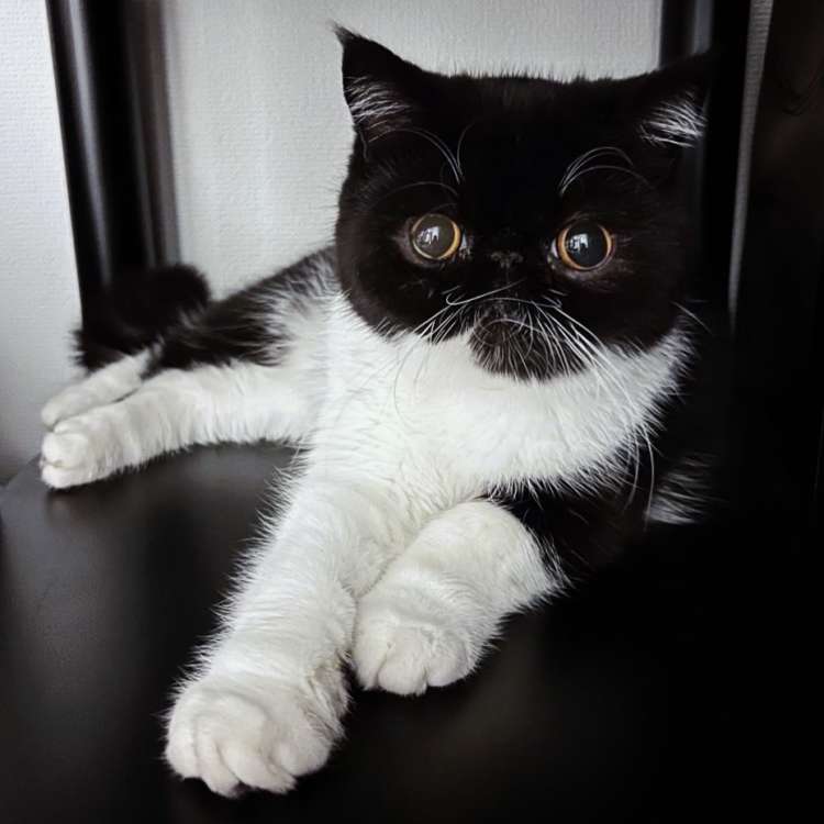 動物,犬,猫,しつけ,飼い方,育て方,病気,健康