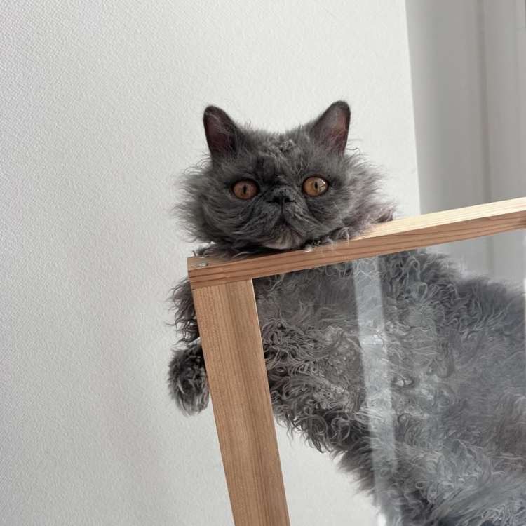 動物,犬,猫,しつけ,飼い方,育て方,病気,健康