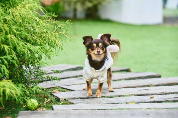 動物,犬,猫,しつけ,飼い方,育て方,病気,健康