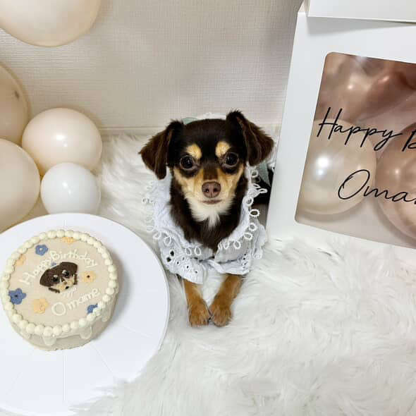 動物,犬,猫,しつけ,飼い方,育て方,病気,健康