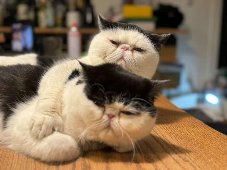 動物,犬,猫,しつけ,飼い方,育て方,病気,健康