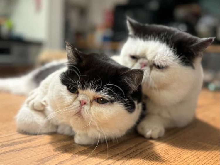 動物,犬,猫,しつけ,飼い方,育て方,病気,健康