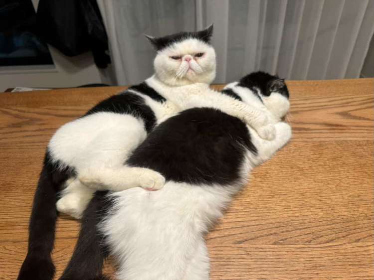 動物,犬,猫,しつけ,飼い方,育て方,病気,健康