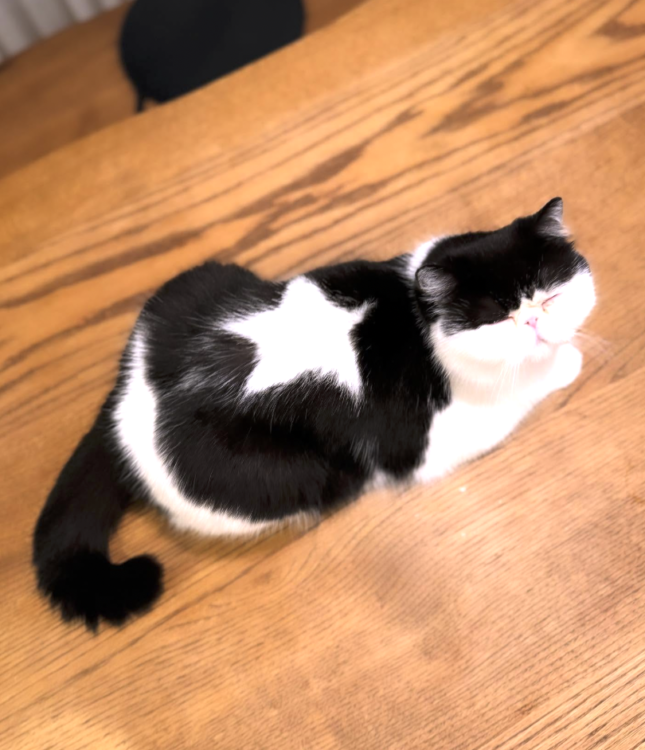 動物,犬,猫,しつけ,飼い方,育て方,病気,健康