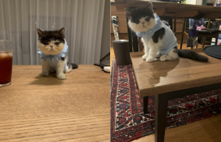 動物,犬,猫,しつけ,飼い方,育て方,病気,健康