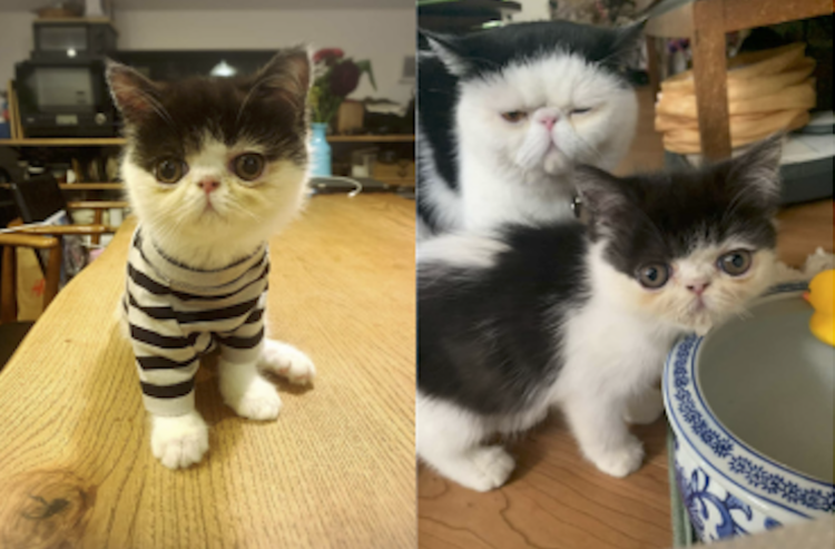 動物,犬,猫,しつけ,飼い方,育て方,病気,健康