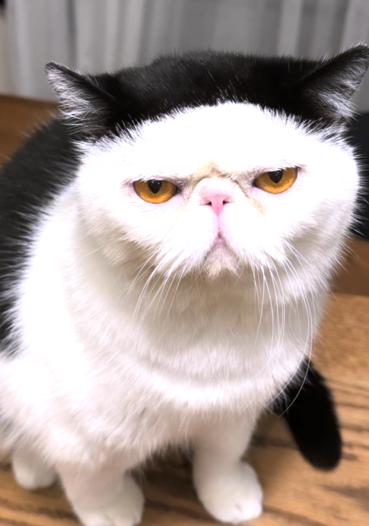 動物,犬,猫,しつけ,飼い方,育て方,病気,健康