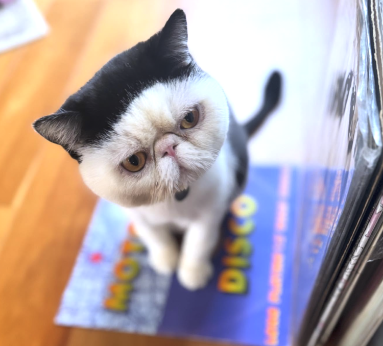 動物,犬,猫,しつけ,飼い方,育て方,病気,健康