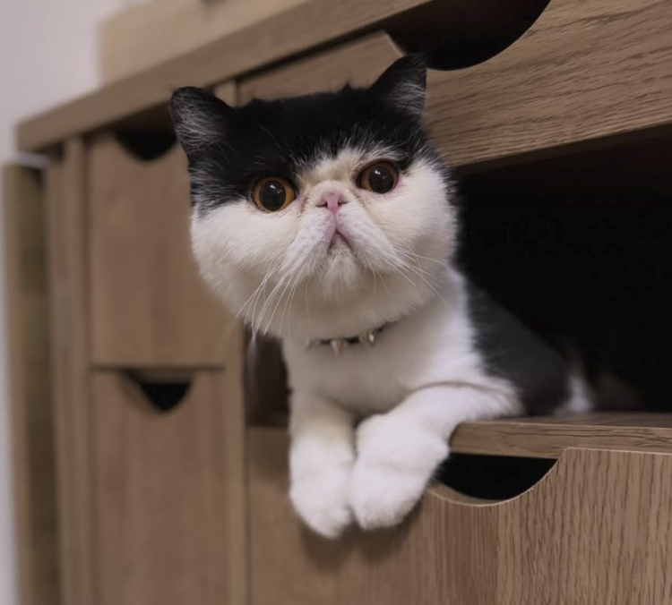 動物,犬,猫,しつけ,飼い方,育て方,病気,健康