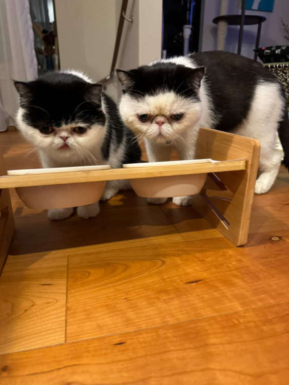 動物,犬,猫,しつけ,飼い方,育て方,病気,健康