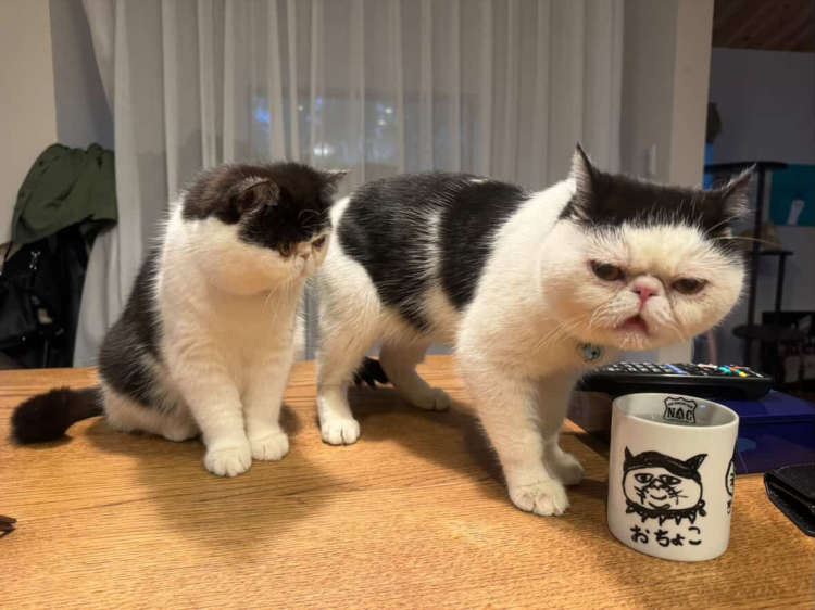 動物,犬,猫,しつけ,飼い方,育て方,病気,健康