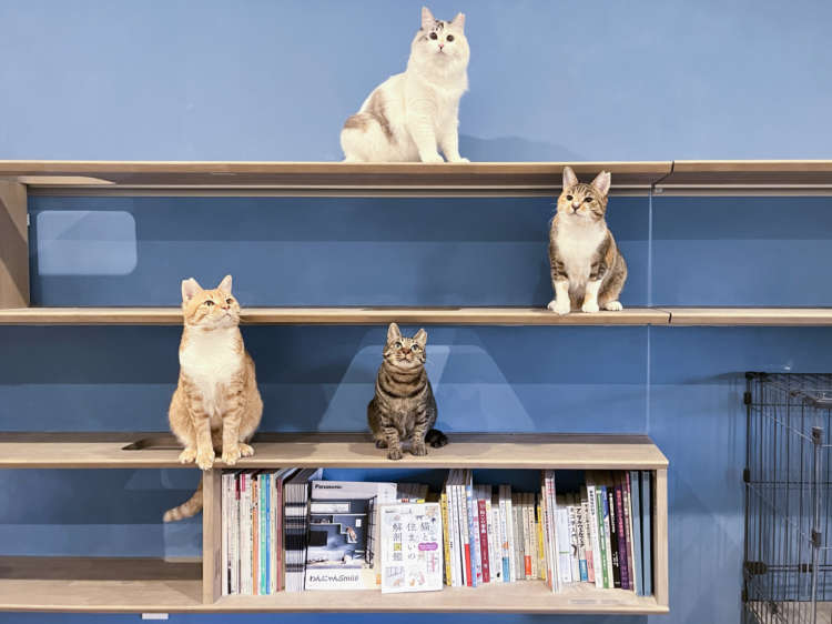 「これからの暮らしを考える。愛猫のための「老猫ホーム」という選択|『まるねこ』