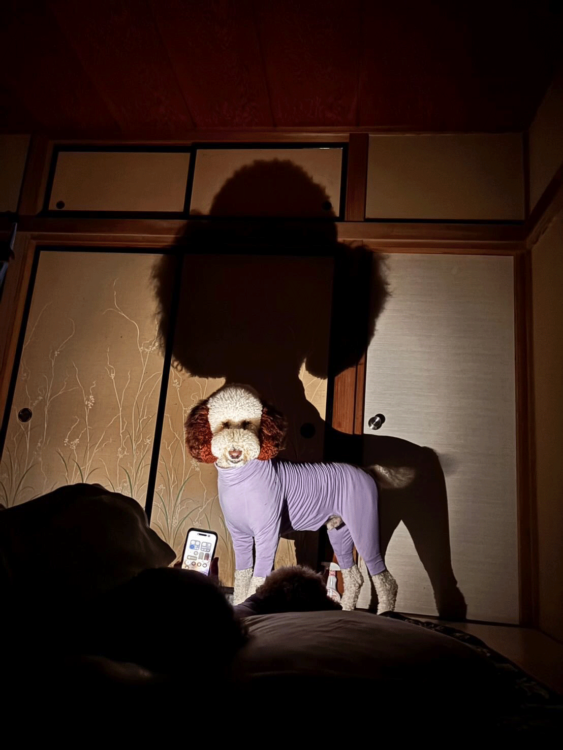 動物,犬,猫,しつけ,飼い方,育て方,病気,健康