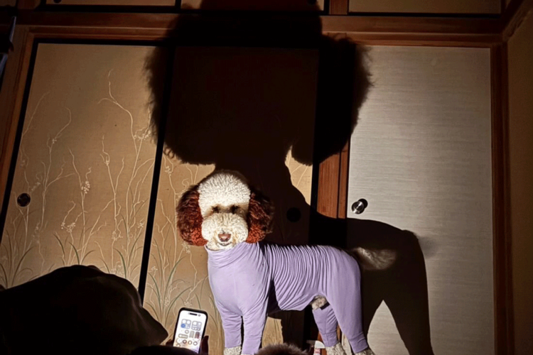 【どう見てもペニーワ◯ズ】暗闇の中、愛犬を照らしてみたら → 想像以上にホラーだった