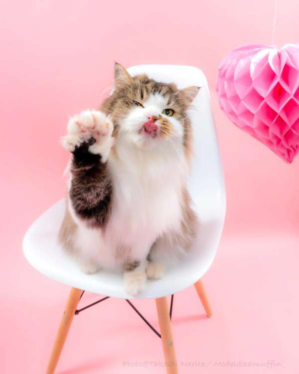 動物,犬,猫,しつけ,飼い方,育て方,病気,健康