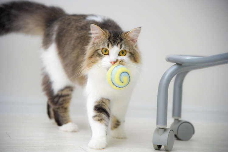 動物,犬,猫,しつけ,飼い方,育て方,病気,健康