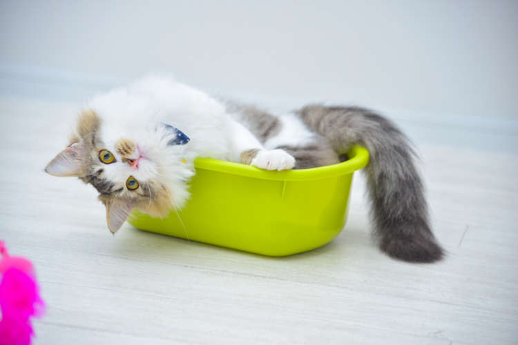 動物,犬,猫,しつけ,飼い方,育て方,病気,健康