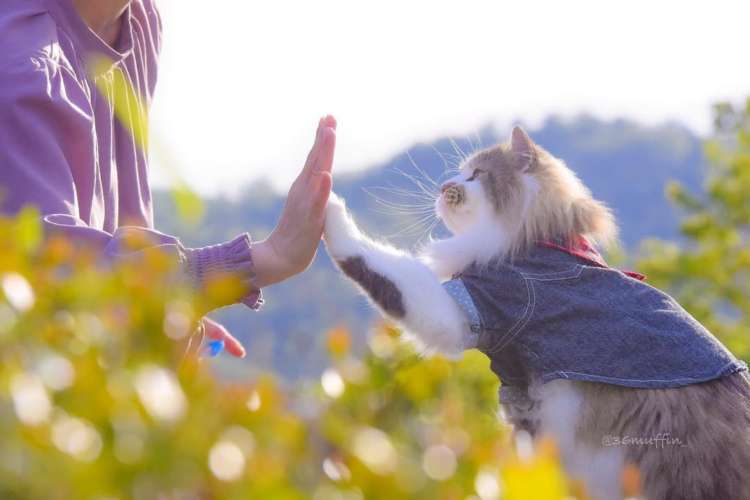 動物,犬,猫,しつけ,飼い方,育て方,病気,健康